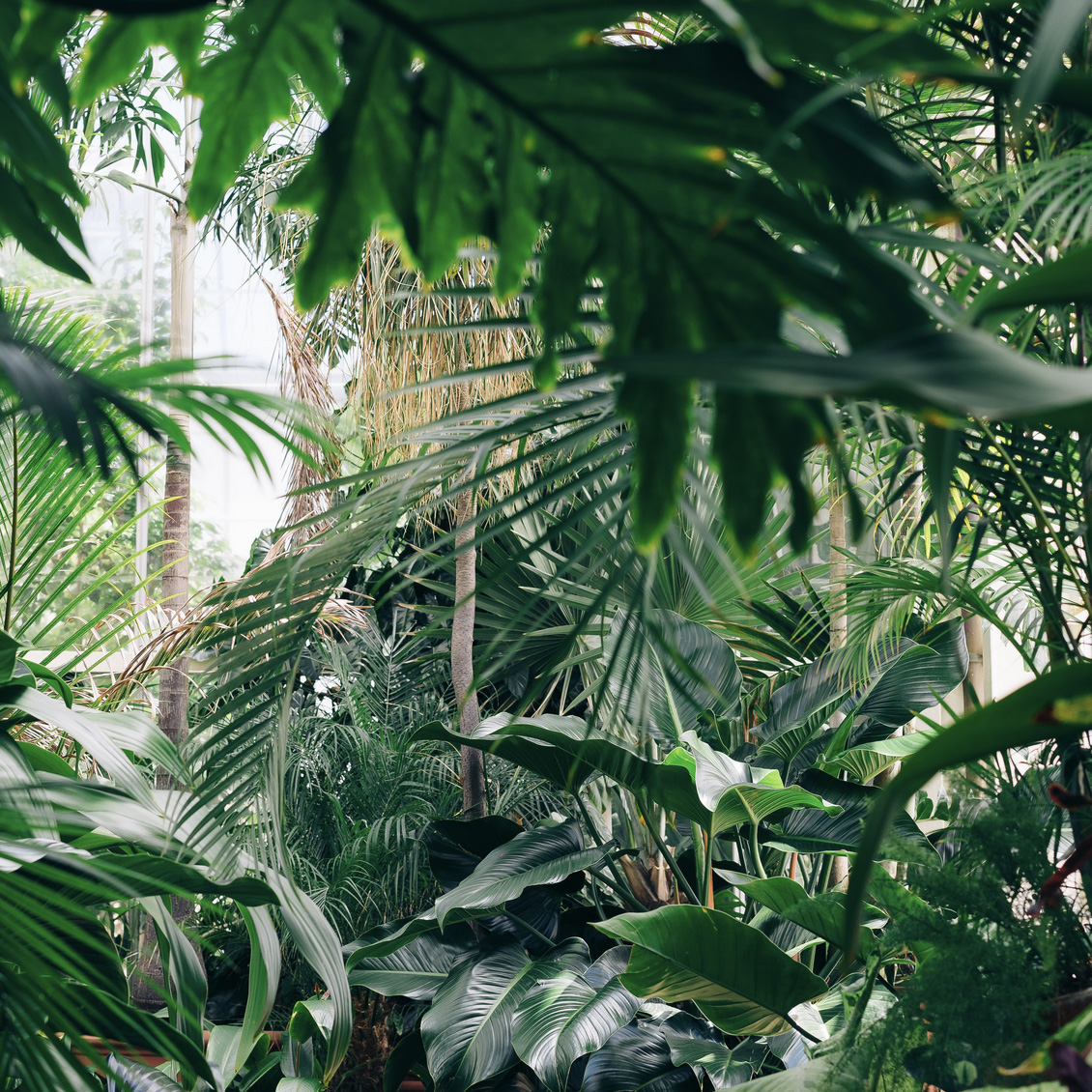 Area Covered with Green Leafed Plants